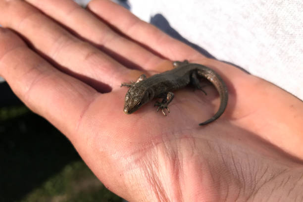 istock little lizard on hand, pet lizard being played 1300929750