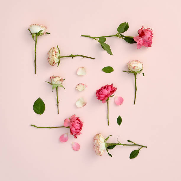 istock Rose flowers on pastel pink background. Spring or summer floral creative layout with white and red flowers. Wedding, mother or valentine day floral concept 1300934160