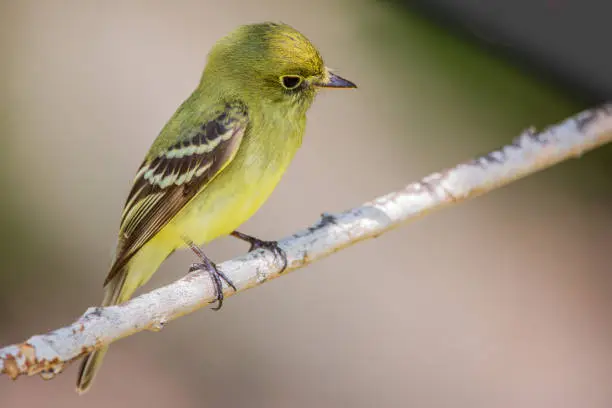 Yellow-bellied flycatcher in Port Aransas, Texas.