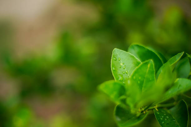 Green leaves texture background, Natural background and wallpaper