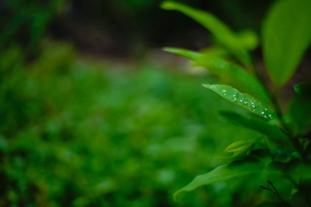 Green leaves texture background, Natural background and wallpaper