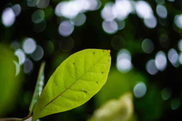 Green leaves texture background, Natural background and wallpaper