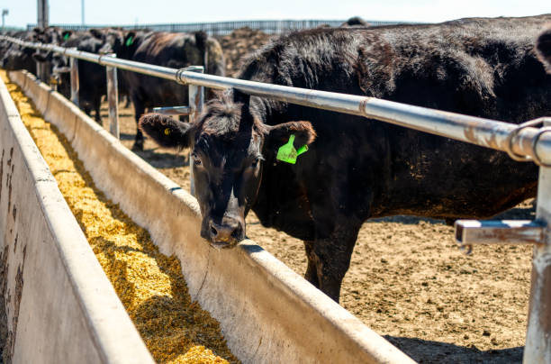 istock Black cows eat from their feeders 1300936677