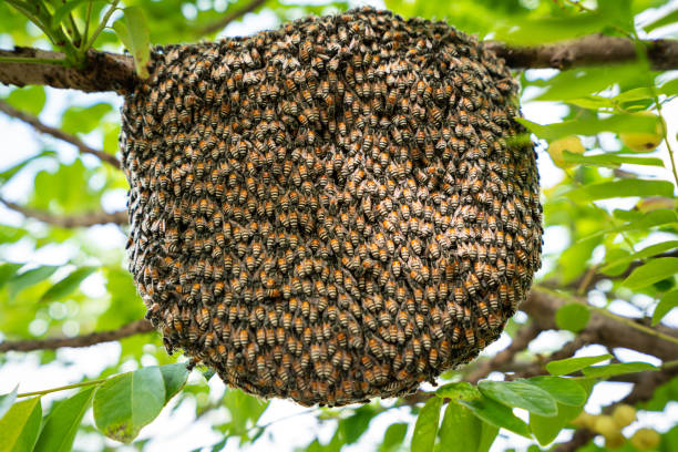 istock A large beehive - animal exotic photo. 1300937239