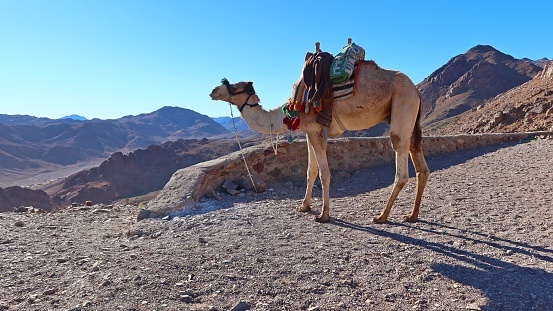 A Happy camel on top of mountain Moses in Saint Catherine in Sinai