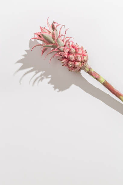 Dwarf Ornamental Pineapple red mini flower with dark shadows. One tropical bloom per stem, view from above.