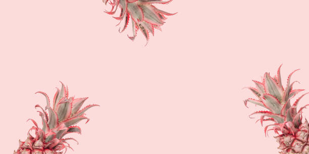 istock Tropical Pineapples background. Creative summer arrangement pastel pink colored with decorative plant. 1300938166