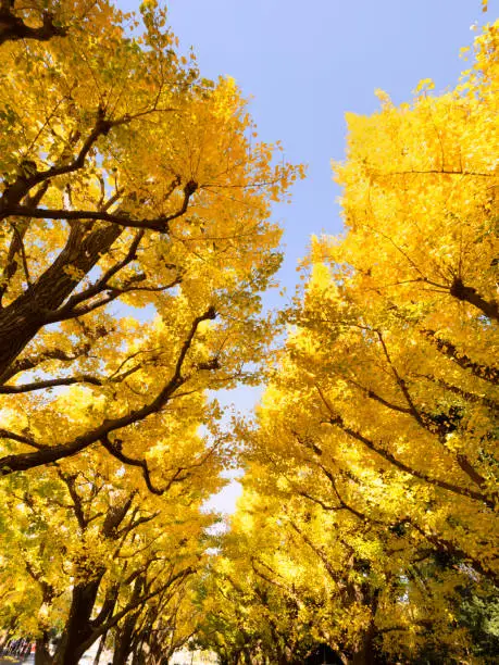 A row of ginkgo trees in the yellow-leaved Jingu Gaien in Tokyo