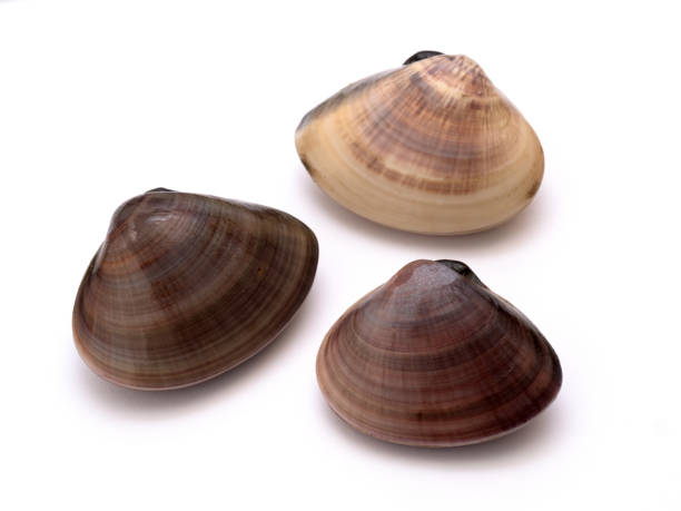 istock Raw Japanese clams. It is called 