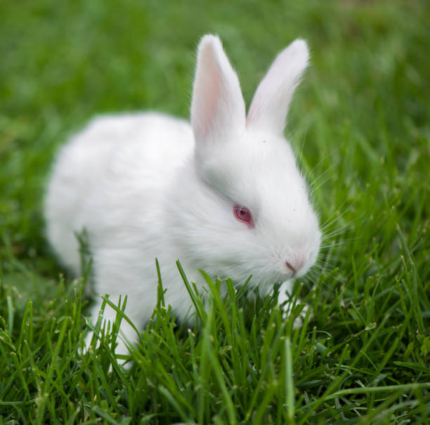 istock Baby white rabbit in spring green grass background 1300943293