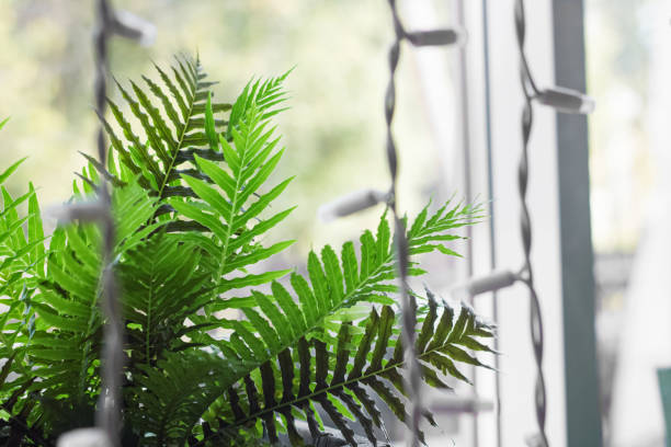 窓辺と白い電球の花輪に家シダを植える - window light window sill home interior ストックフォトと画像