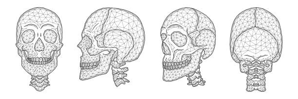 人間の頭蓋骨の前面、側面、および背面図のポリゴン ベクトルの図。首の上部を持つ頭蓋骨の解剖モデルのセット。 - 人体図点のイラスト素材／クリップアート素材／マンガ素材／アイコン素材