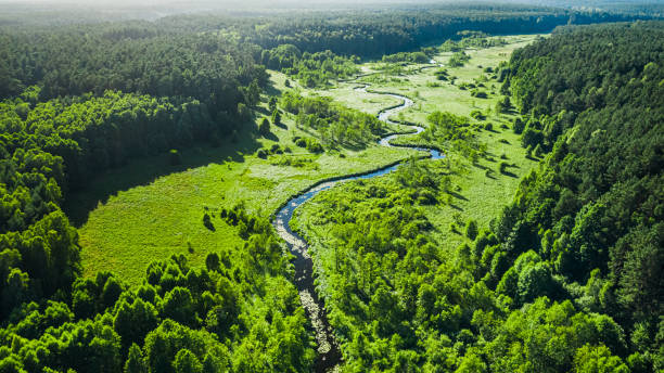 istock Winding small river and green swamps with forest, aerial view 1300945873