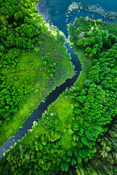 istock Green algae on the lake and river, aerial view 1300946610
