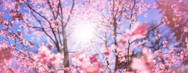 Blurred Sakura tree twigs on blue background. Spring flowers on beautiful sunny day.