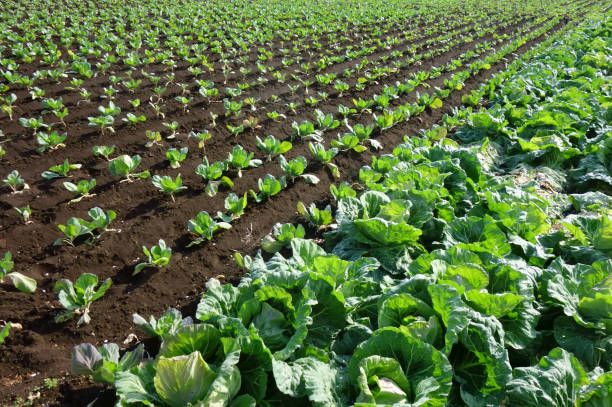istock Farm scenery near a big city 1300947169