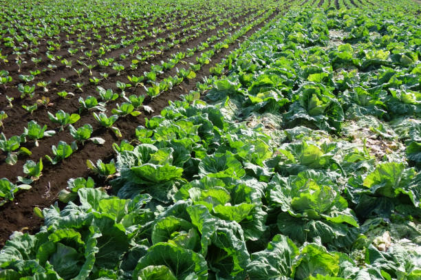 istock Farm scenery near a big city 1300947172