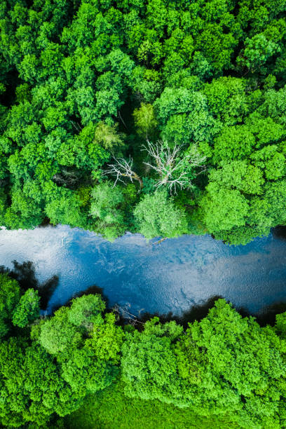 istock Green forest and blue river in Tuchola natural park 1300947785