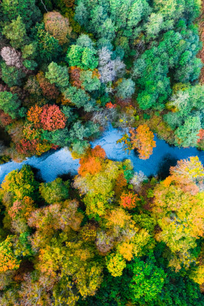 istock River and colorful forest in autumn, view from above 1300948475
