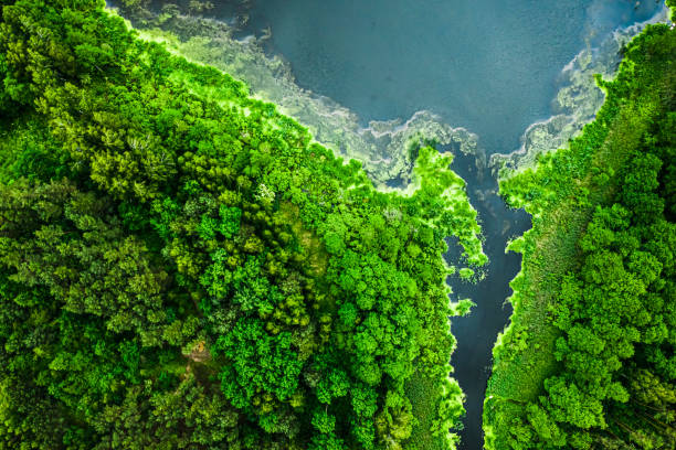 Blooming algae on blue lake in spring, aerial view Blooming algae on blue lake in spring, aerial view of Poland bory tucholskie stock pictures, royalty-free photos & images