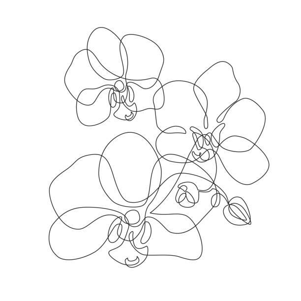 美しい蘭のラインアートパターン。シンプルな背景に描くエキゾチックな花 - ラン点のイラスト素材／クリップアート素材／マンガ素材／アイコン素材