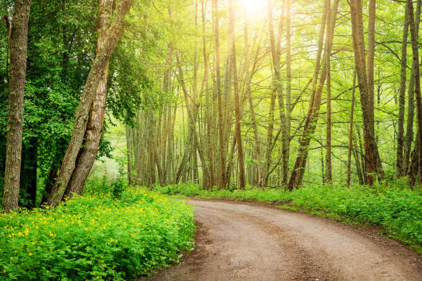 istock Country road in wild beautiful green forest 1300949175