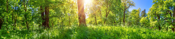 istock Beautiful view of the green spring forest 1300949234