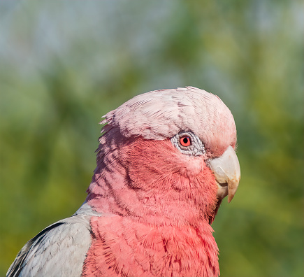 The galah, also known as the pink and grey cockatoo or rose-breasted cockatoo, is the only species within genus Eolophus of the cockatoo family. Found throughout Australia, it is among the most common of the cockatoos