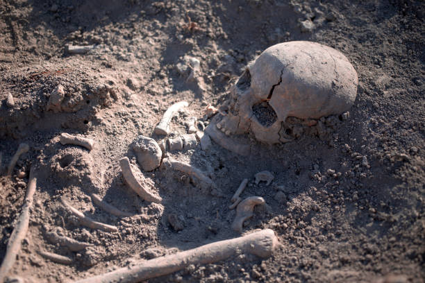 Unearthed human remains during archaeological excavation stock photo
