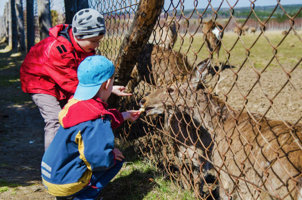 istock Children on a deer farm 1300950340