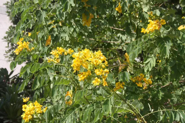 Tipa (Tipuana tipu) also known as rosewood and pride of Bolivia, is a South American tree. It is the only member of the genus Tipuana. Well known as a shade tree, it grows up to thirty metres high and twenty metres wide. It’s flowers are bright yellow and bloom only briefly in late summer. The fruit is a hard, pod with the seed at one end, resembling a samara (the fruit of the Ash genus, Fraxinus). It sheds all or most of its leaves annually. It can withstand a very wide range of growing conditions, from –4 °C to salty soils to drought. Timber is whitish in colour, strong and fibrous. Cut logs ooze blood-red resin.