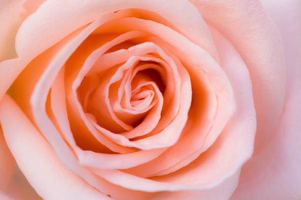 istock Pink rose flower close up for background and soft focus. 1300952822