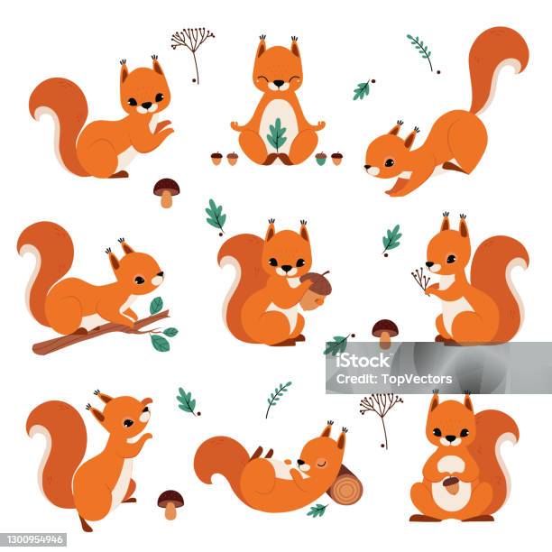 Vetores de Esquilo Vermelho Bonito Segurando Acorn E Sentado No Conjunto Vetorial Do Ramo Da Árvore e mais imagens de Esquilo