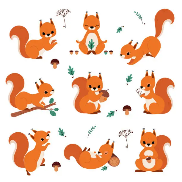 Vector illustration of Cute Red Squirrel Holding Acorn and Sitting on Tree Branch Vector Set