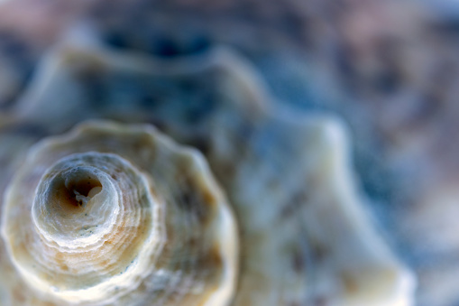 sea ​​shell and golden ratio in nature, abstract photograph produced with macro shooting techniques..