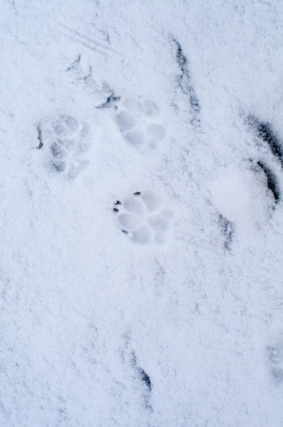 istock imprints of dog paws on a snowy footpath 1300955926