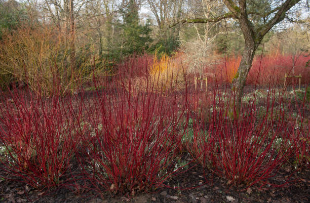 Bright Red Winter Stems on a Deciduous Siberian Dogwood Shrub (Cornus alba 'Sibirica') Surrounded by Snowdrops in a Woodland Garden in Rural Devon, England, UK stock photo