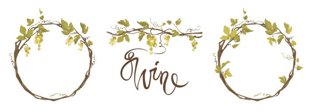 Grapevine - vector illustration. Design elements with a twisting vine with leaves and green berries. Freehand drawing in watercolor style. Frame with vine. swirly vines stock illustrations