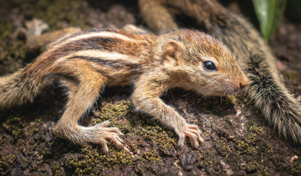 istock Cute and orphan striped back squirrel baby siblings wander on top of a cut-down tree trunk. Caring and looking after the small brother, the concept of the family stays together. close up mammals. 1300957847