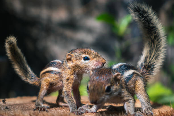 istock Small Pet Squirrels playing together outside, cute and adorable orphan squirrel babies barely can walk and climb, fluffy tails up in the air, three striped palm squirrels front view photograph 1300957878