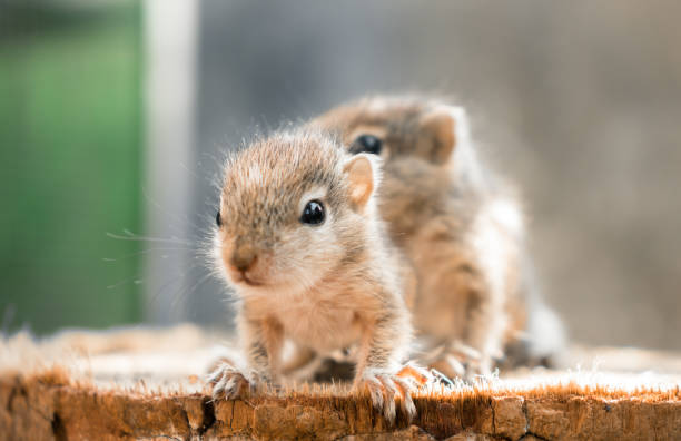 istock Small Squirrels lost in the wild, cute and adorable newborn orphan squirrel babies barely can walk and climb, three striped palm squirrels lean forward and look for their mother squirrel photograph. 1300958024
