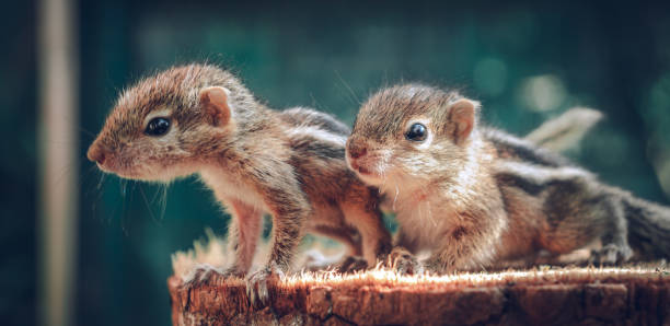 istock Small Squirrels lost in the wild, cute and adorable orphan squirrel babies barely can walk and climb, three striped palm squirrels lean forward and look for their mother squirrel photograph. 1300958030