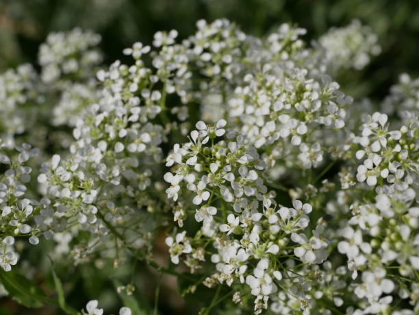 istock Small white fragrant flowers bloom magnificently on a sunny spring day. The side effect when photographing flowers. 1300958072