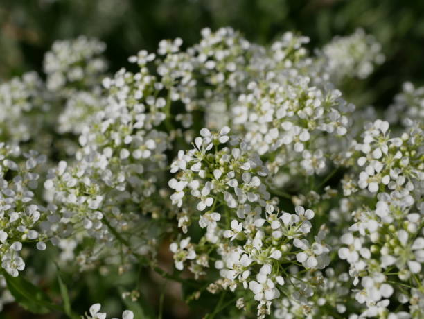 istock Small white fragrant flowers bloom magnificently on a sunny spring day. The side effect when photographing flowers. 1300958075
