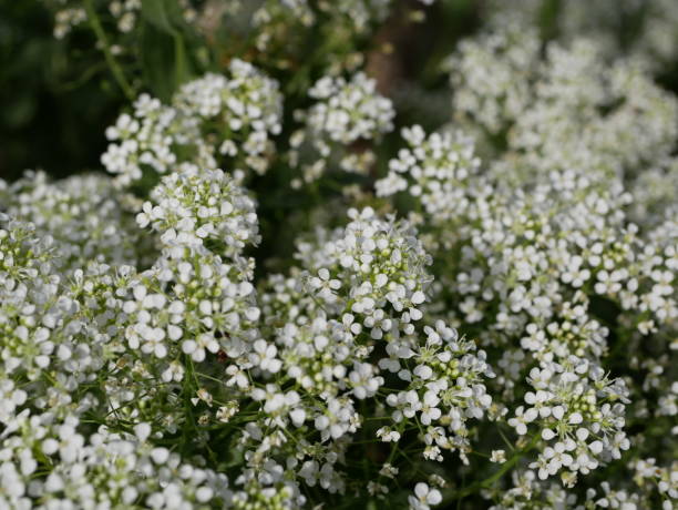 istock Small white fragrant flowers bloom magnificently on a sunny spring day. The side effect when photographing flowers. 1300958103