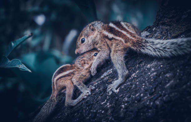 istock Cute baby squirrel babies climbing a mango tree, explore and adapt to nature. Abandoned by parents, three-striped newly born squirrel siblings, togetherness concept, caring for each other. 1300958163