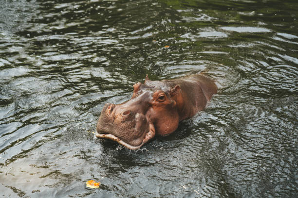 istock Hippo in the Chiang Mai Zoo, 1300959918