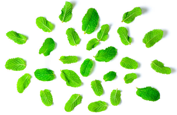 istock Mint leaves isolated on white background, Herbs and Spices 1300962463