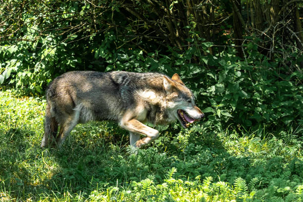 istock European Grey Wolf, Canis lupus in a german park 1300963218