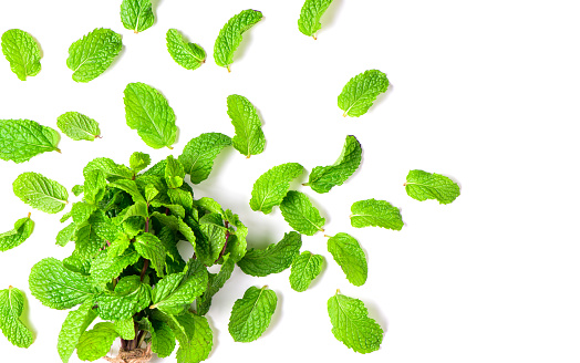 Mint leaves isolated on white background, Herbs and Spices concept.